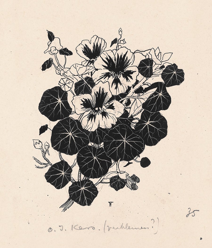 Drawing Of Nasturtiums