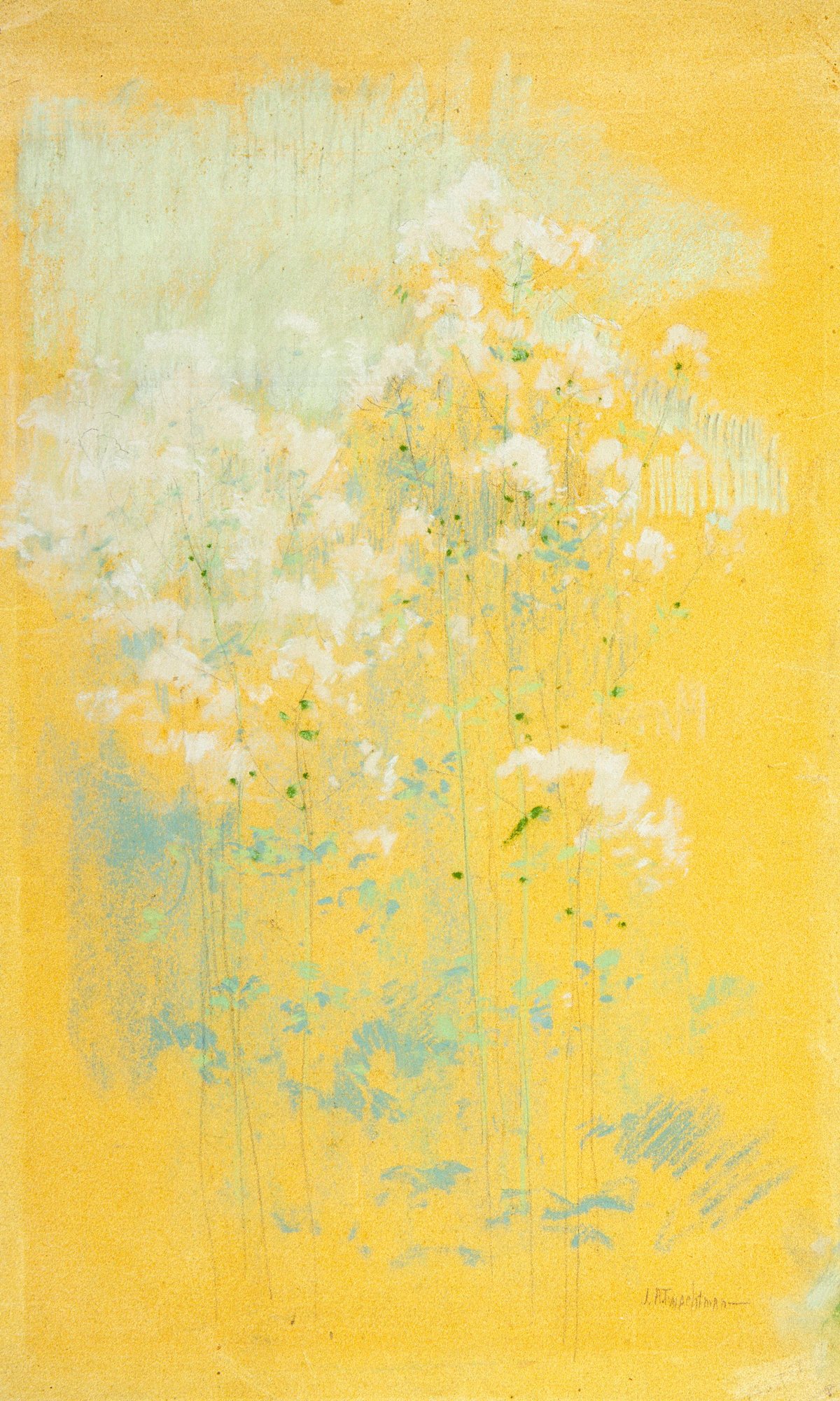 Wild Flowers
