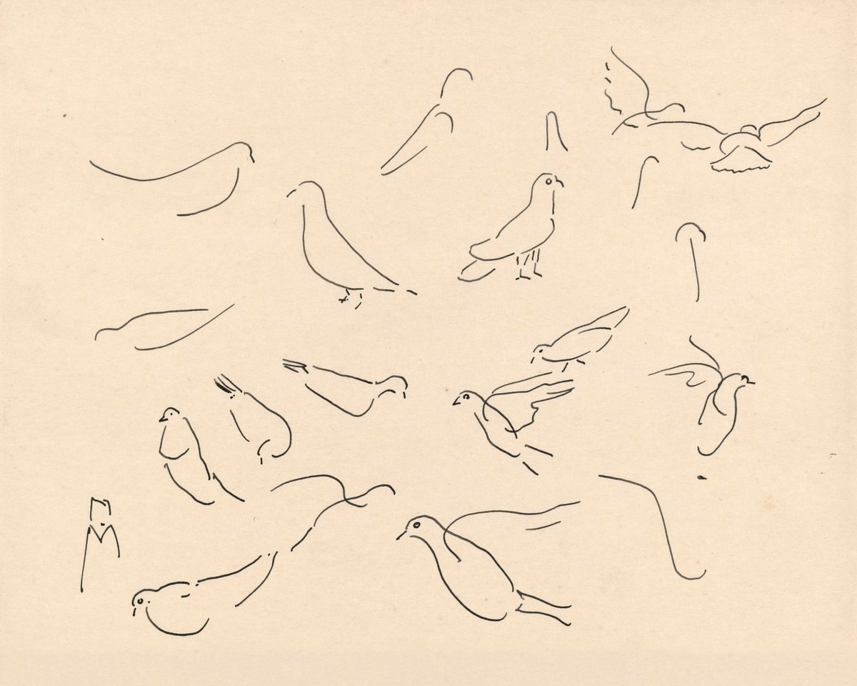 Studies Of Pigeons