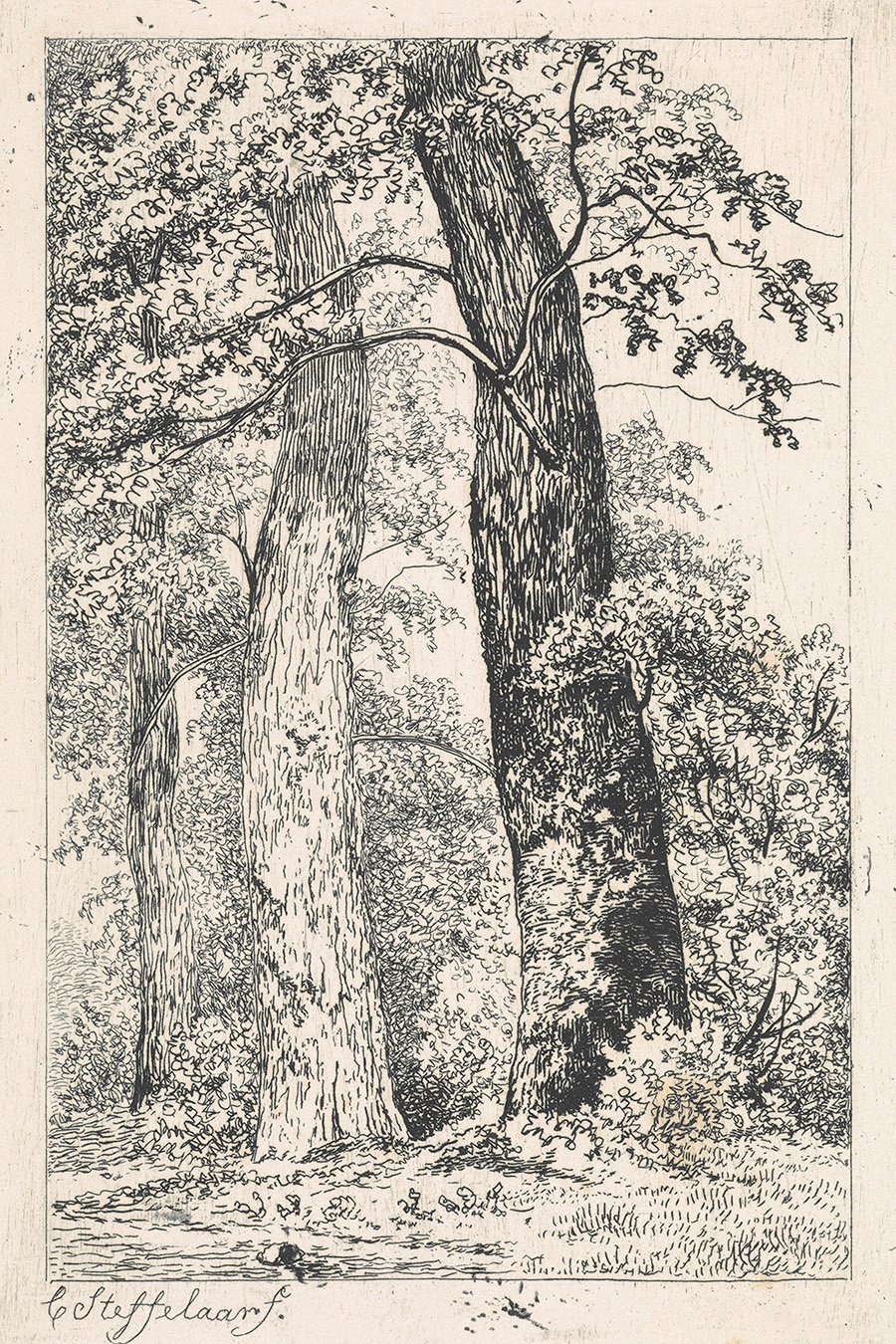 Three Tall Trees