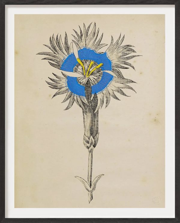 Antique French Botanical
