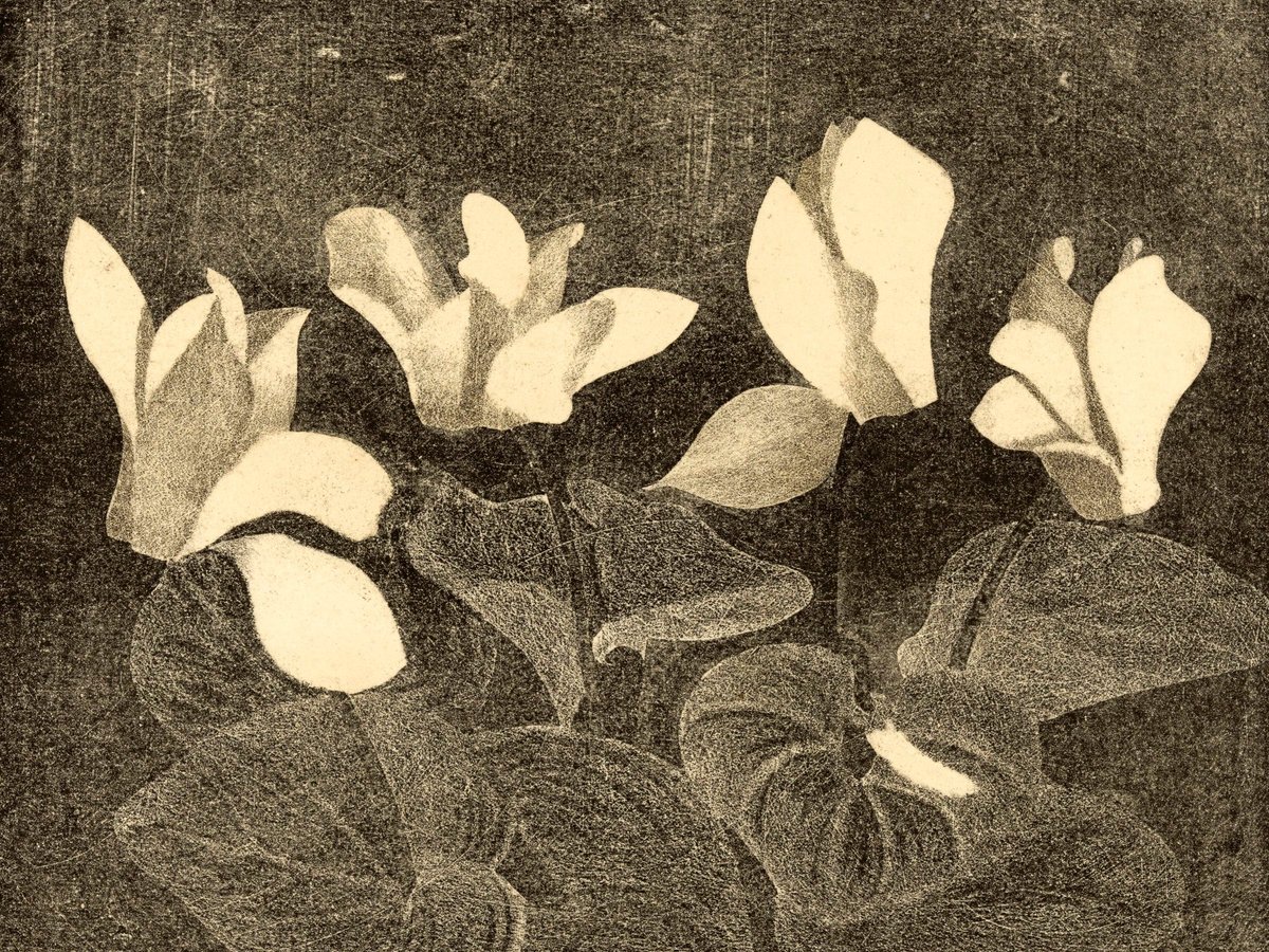 Cyclamen