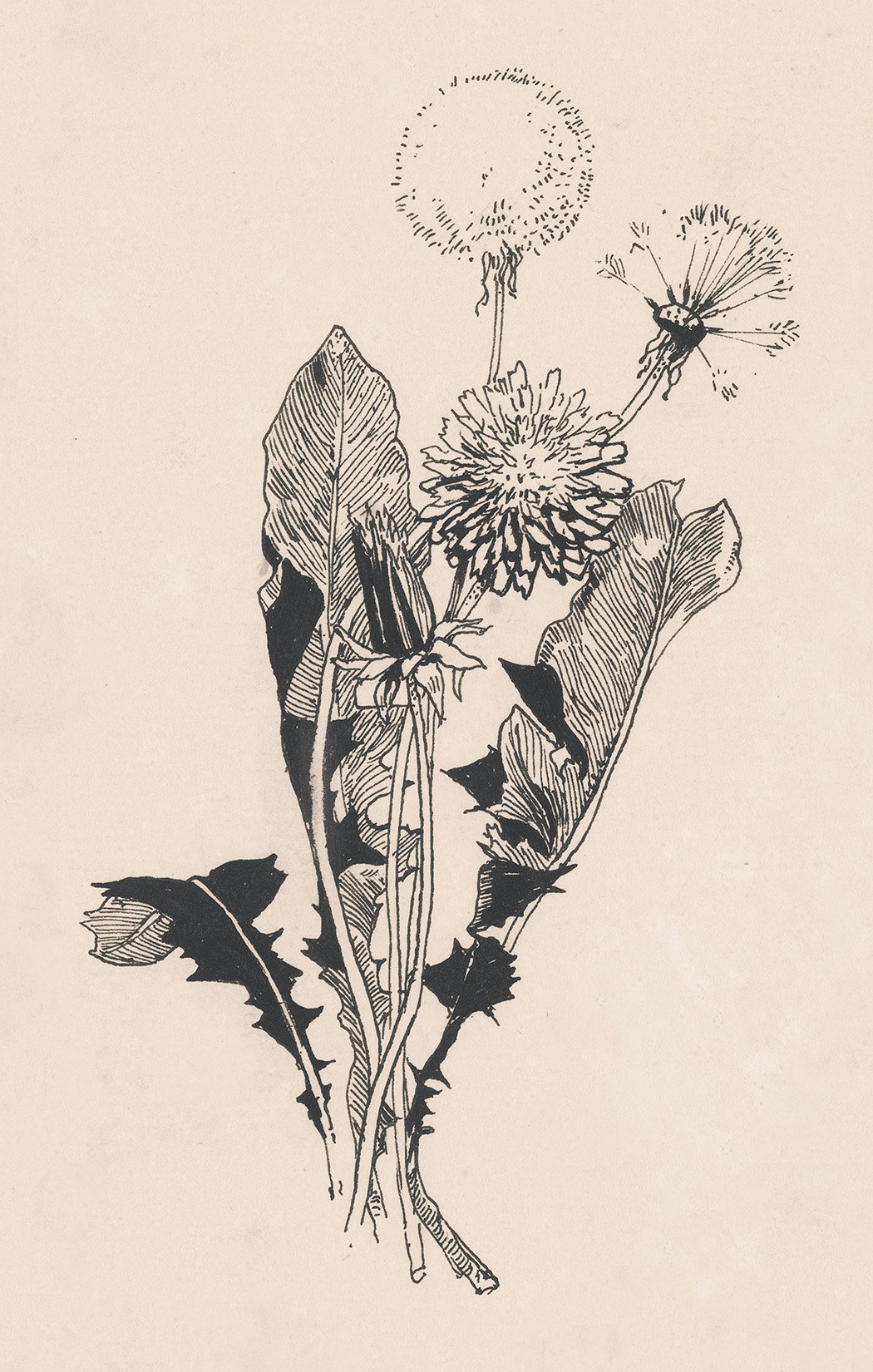 Dandelion