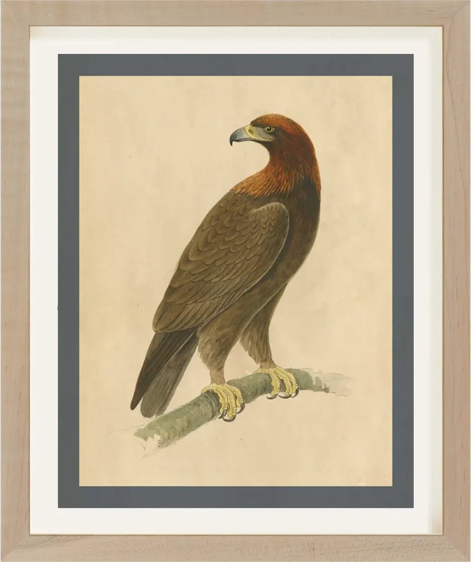 Antique Bird Engraving