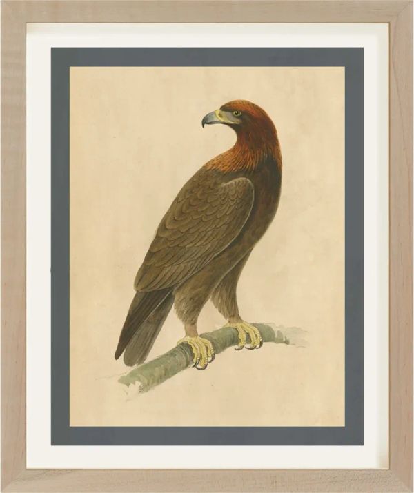 Antique Bird Engraving