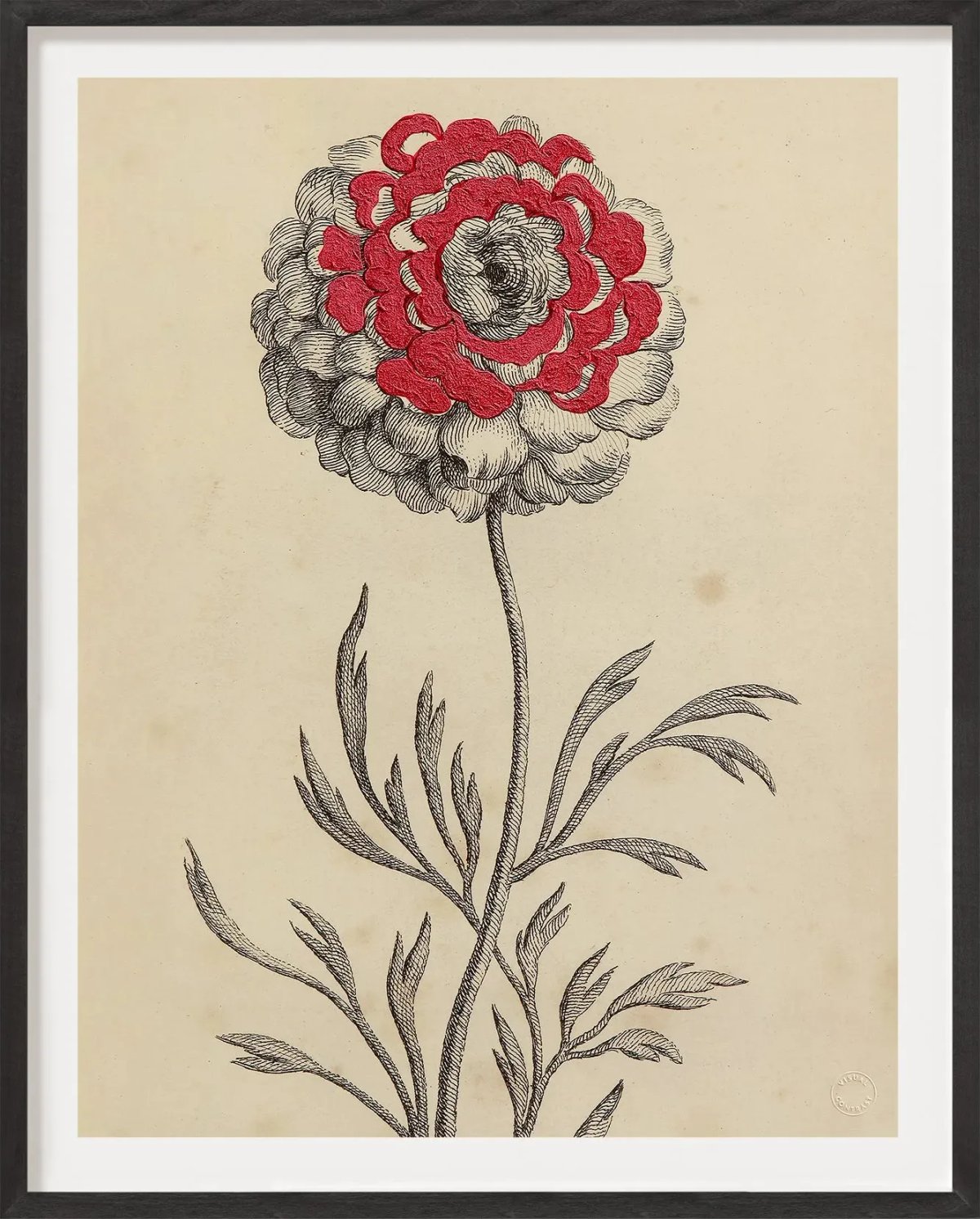 Antique French Botanical