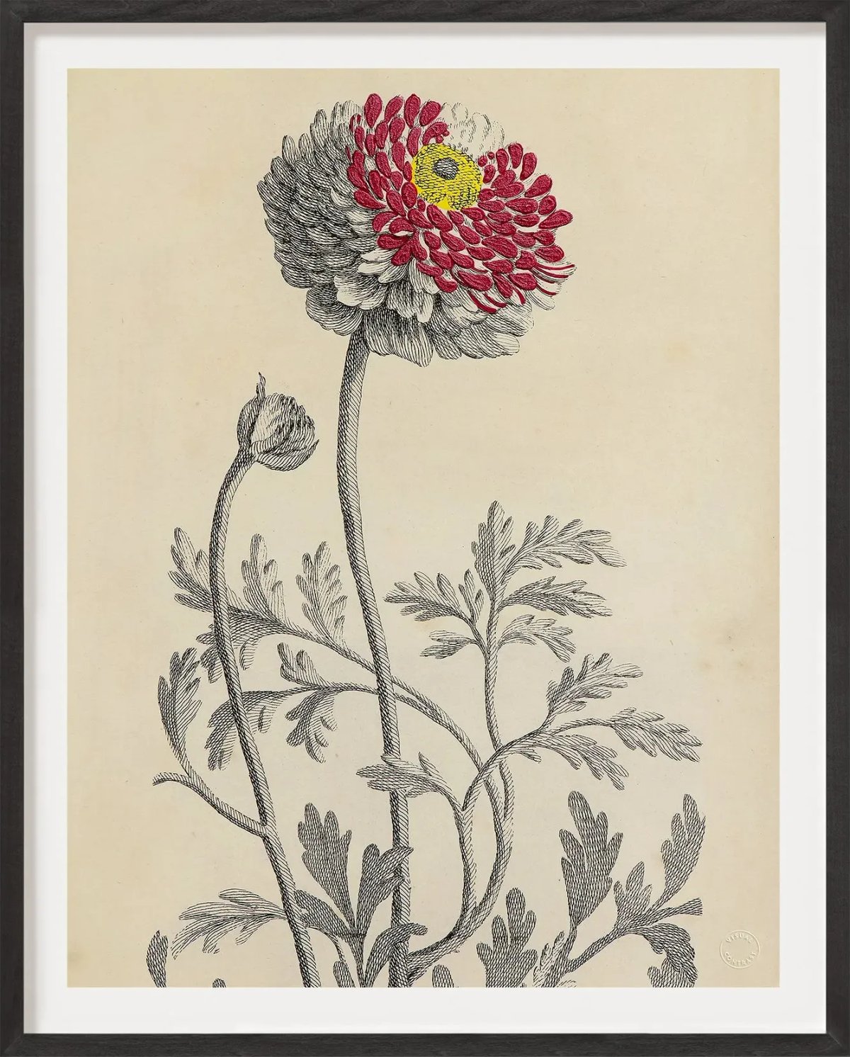 Antique French Botanical
