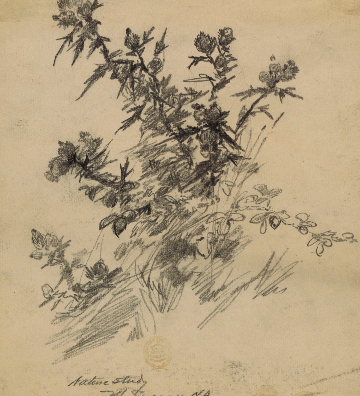 Nature Study Sketch 20