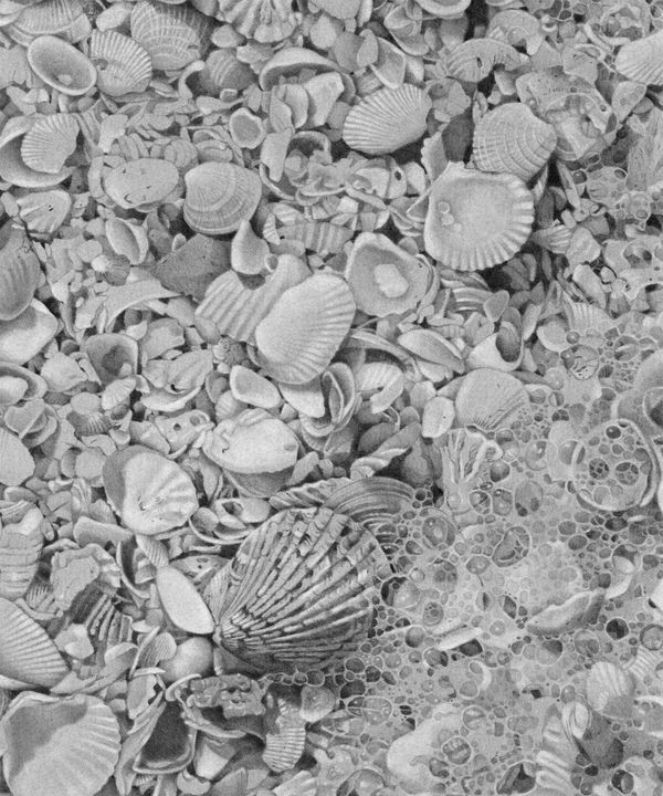 Seashells IV