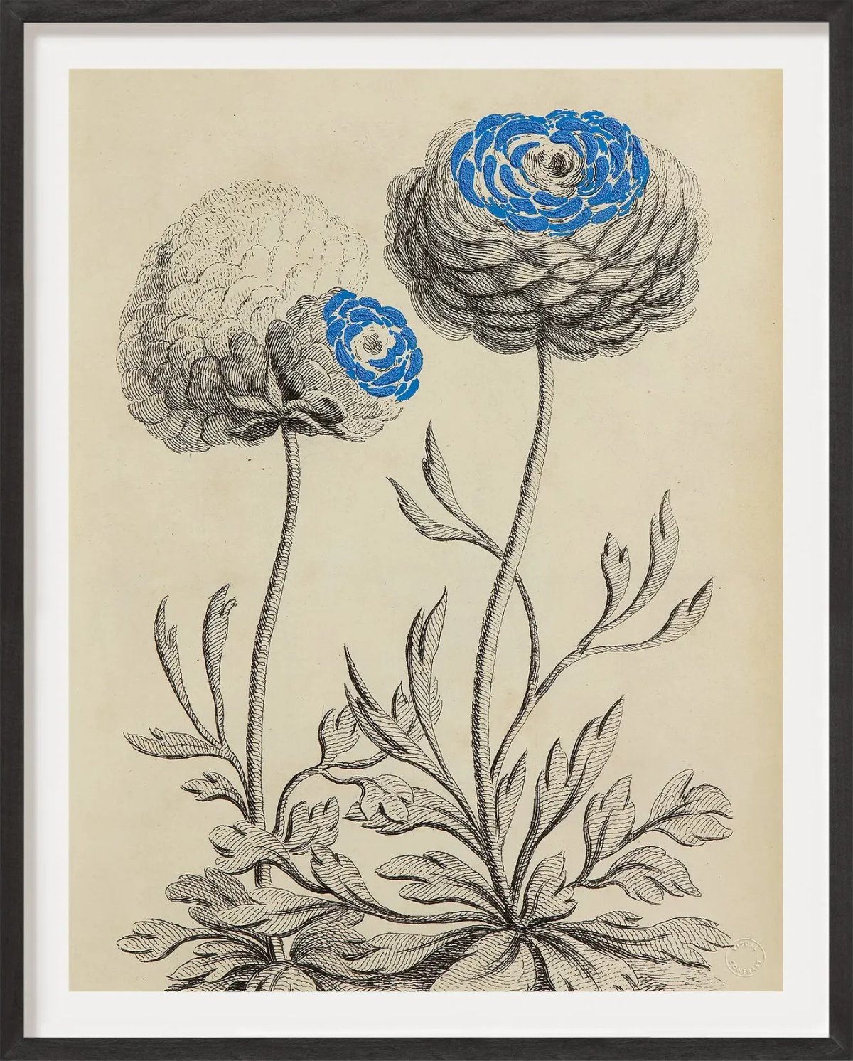 Antique French Botanical