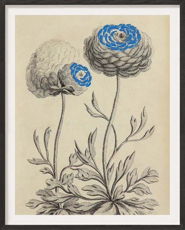 Antique French Botanical