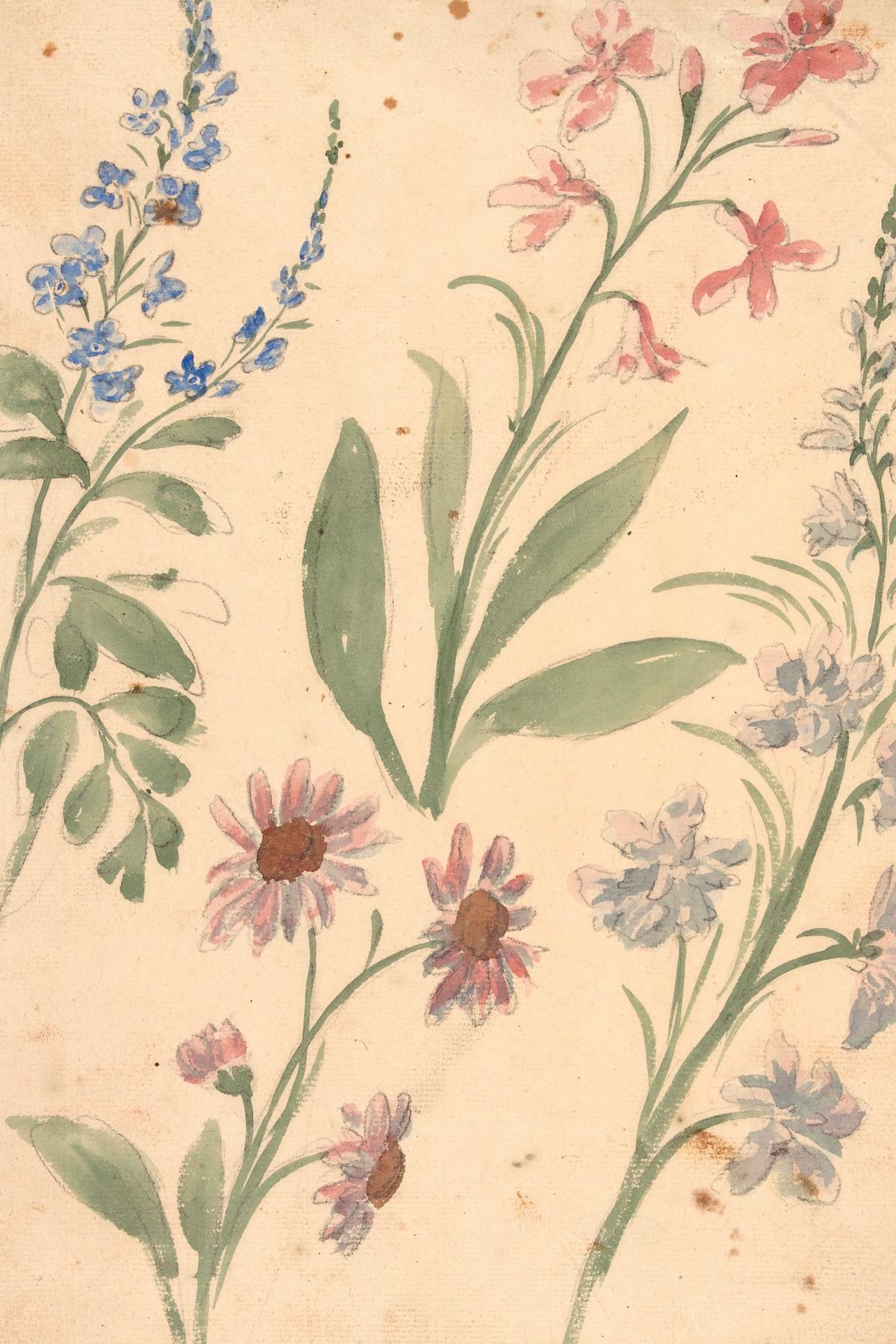 Four Studies Of Pink And Blue Flowers