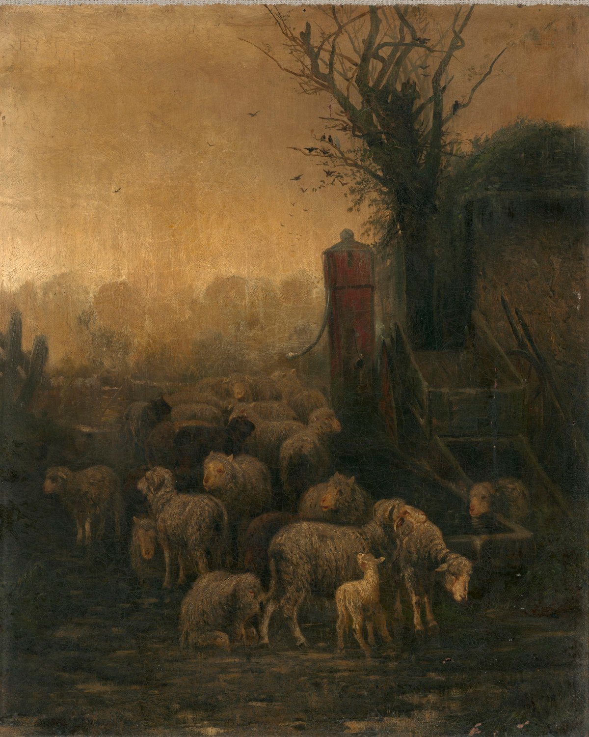 Sheep At The Barn