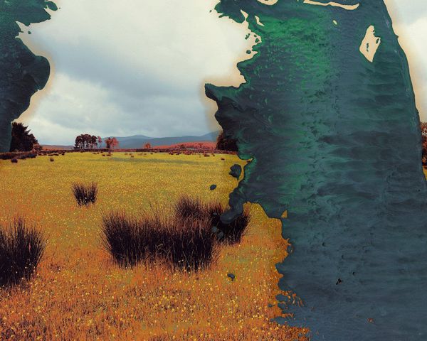 Flower Field I