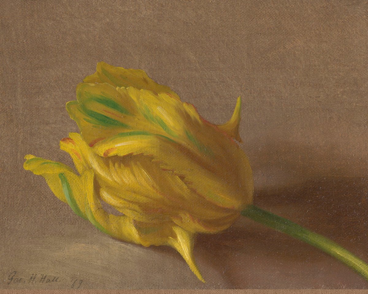 Tulip