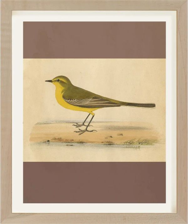 Antique Bird Engraving