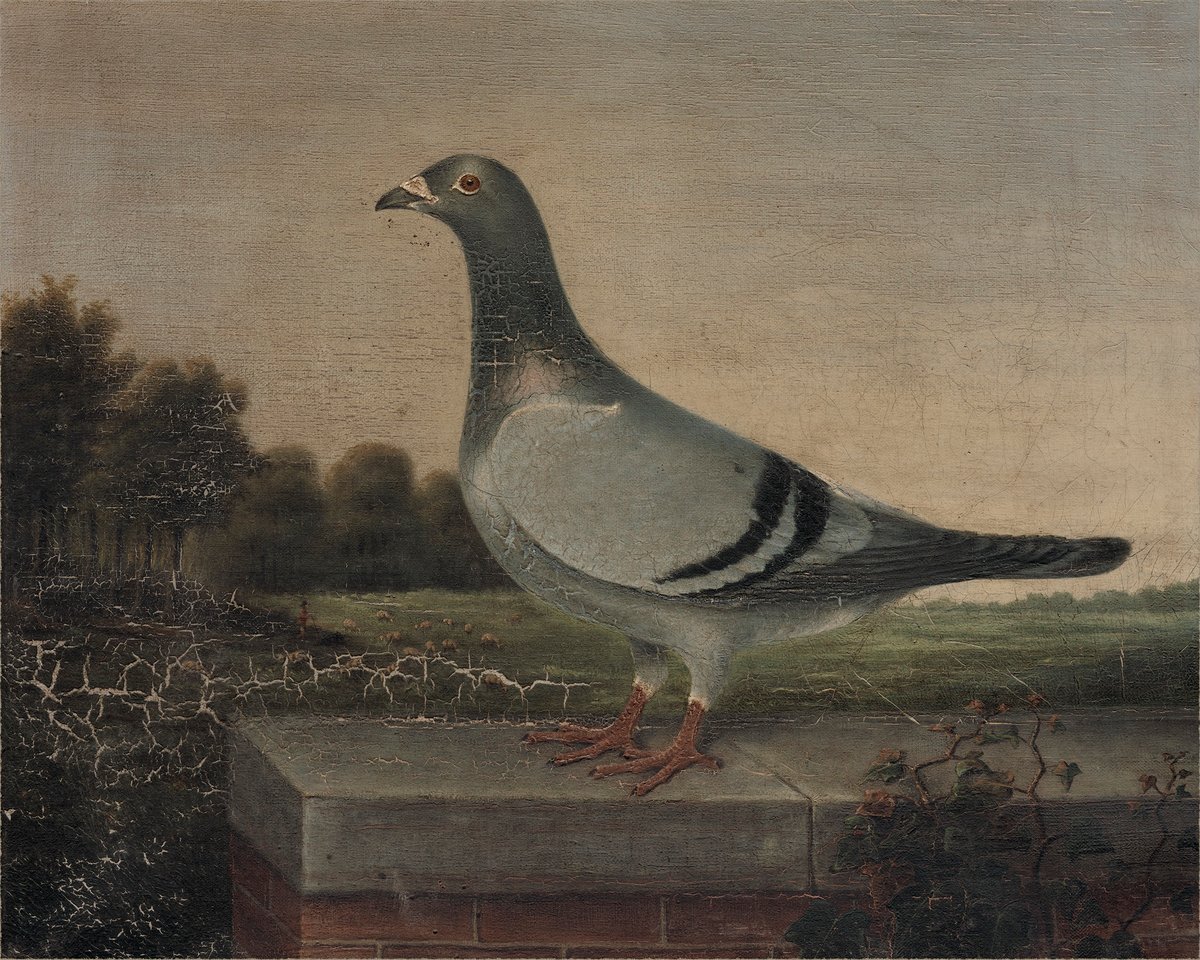 Pigeon