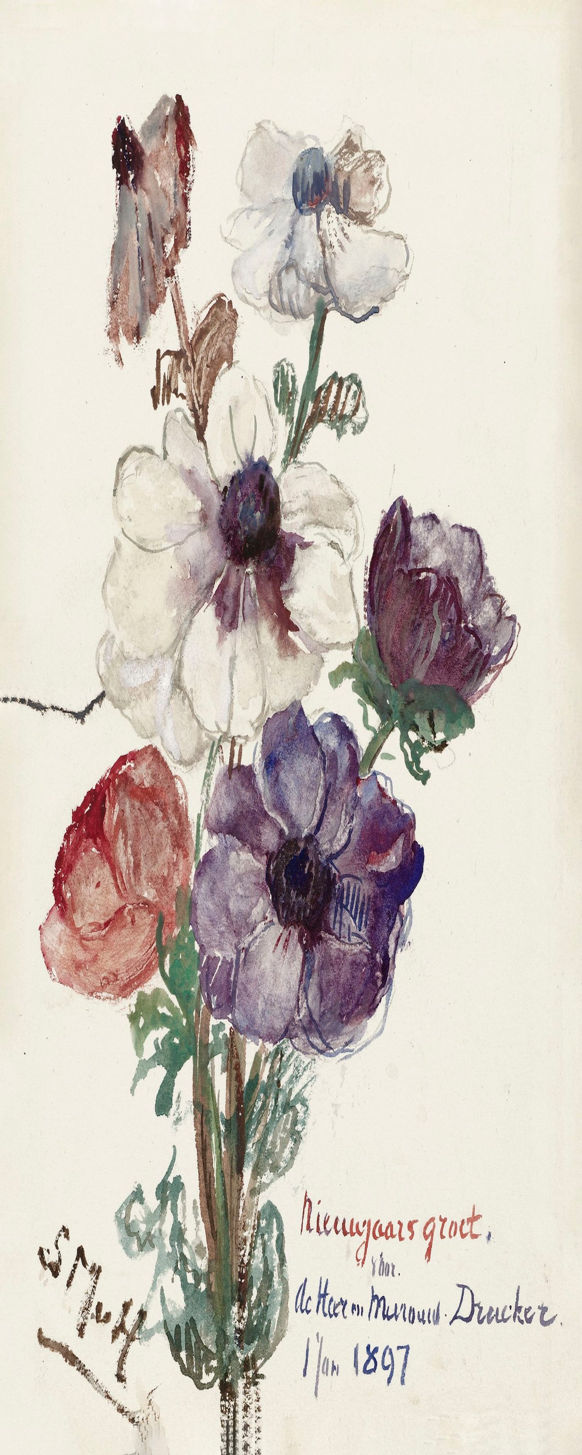 New Year's Greeting With Anemones