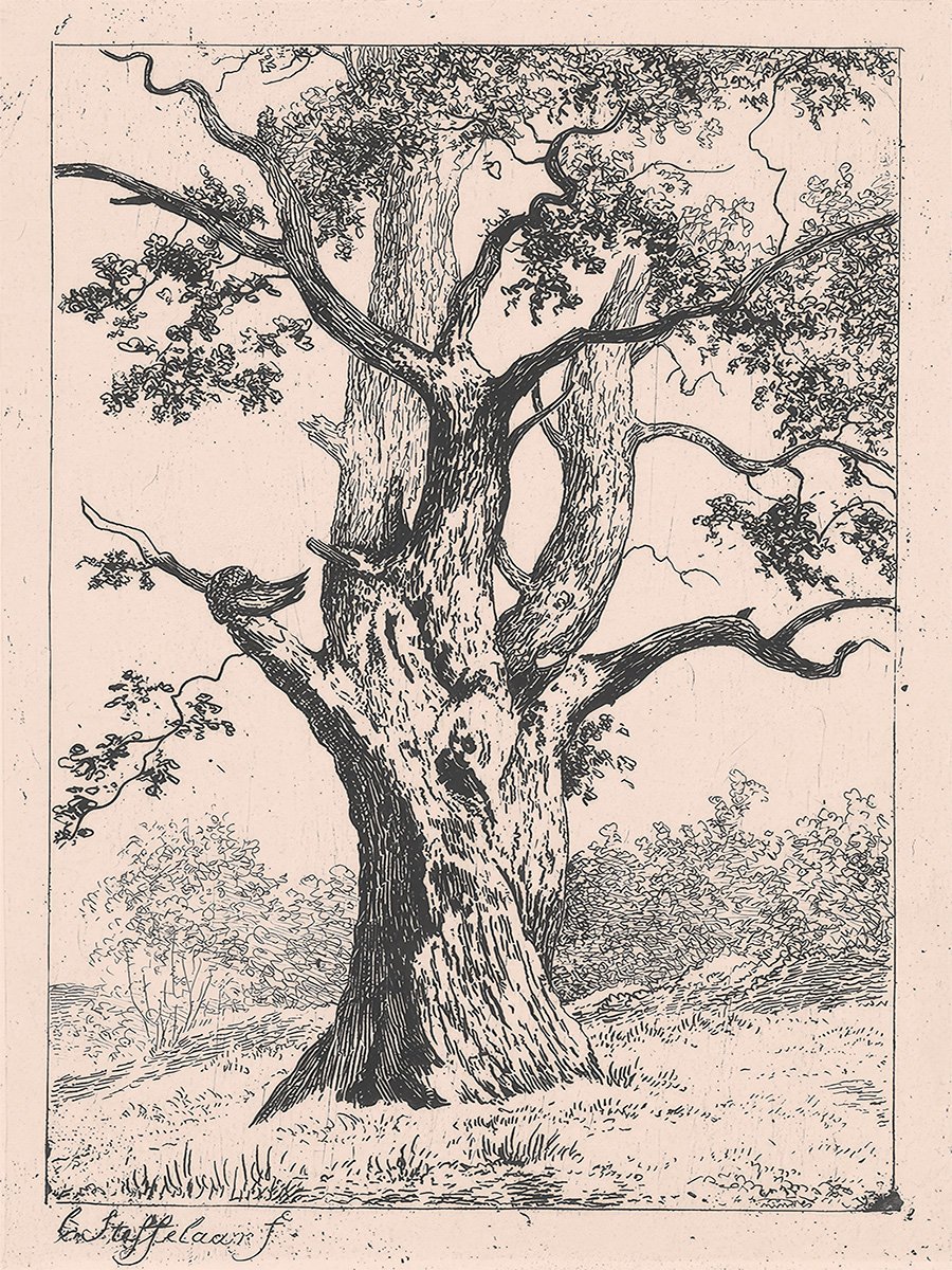 Oak