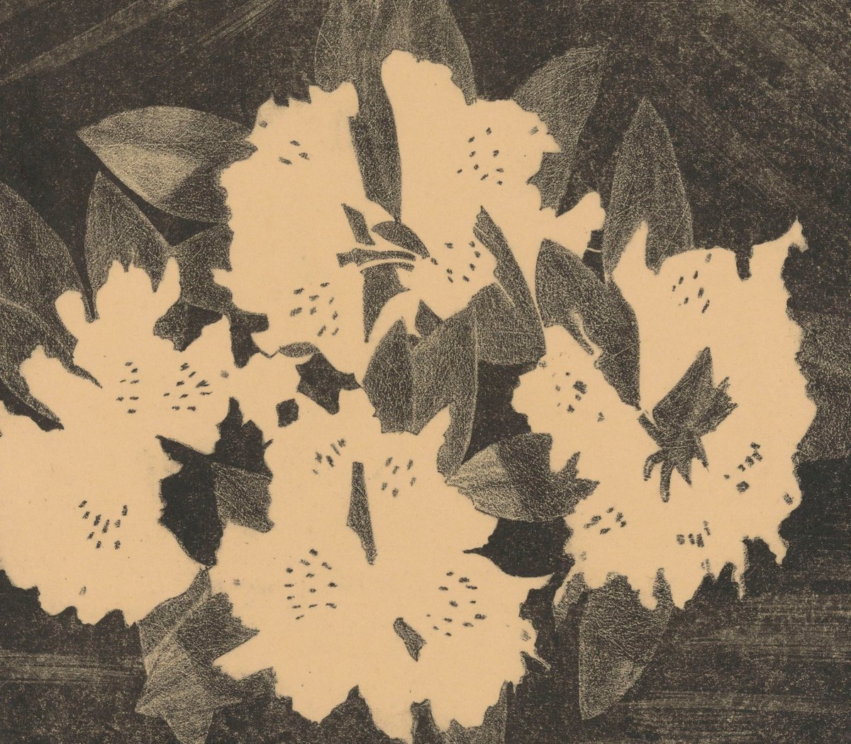 Rhododendron