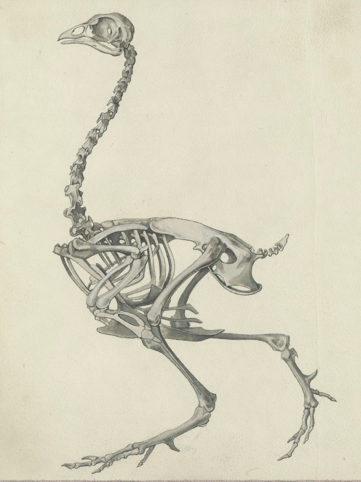 Ostrich