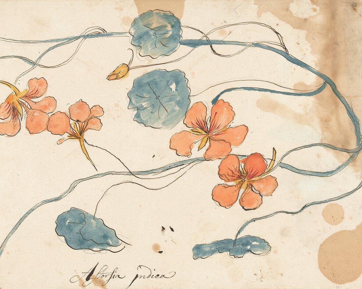Nasturtiums In Watercolor