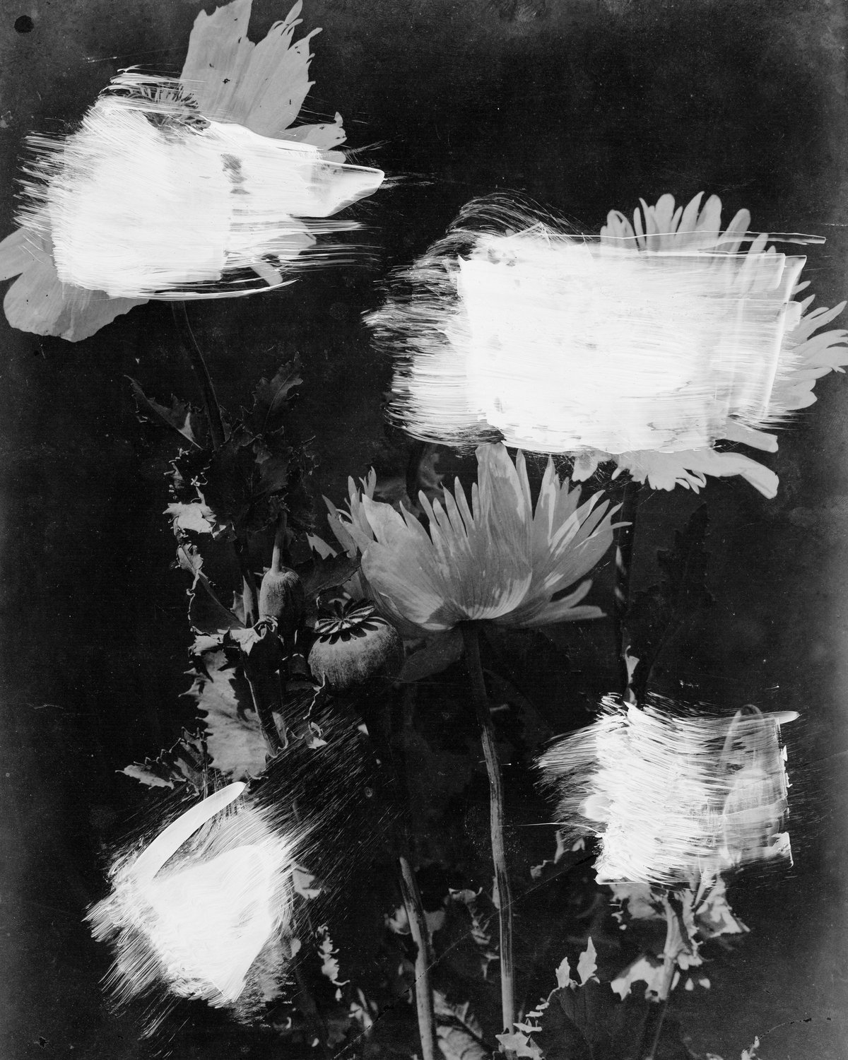Painted Flowers 1