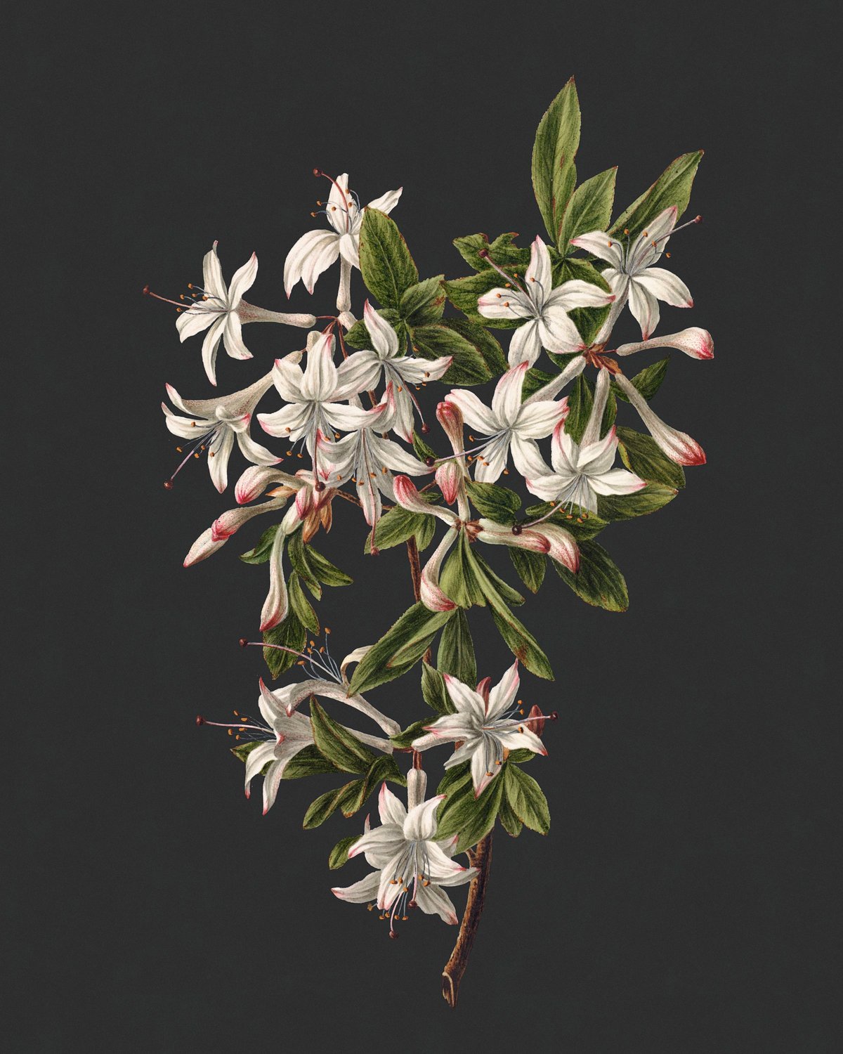 Flower Study II