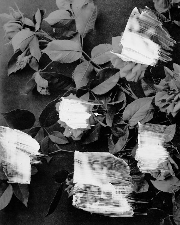 Painted Flowers 4