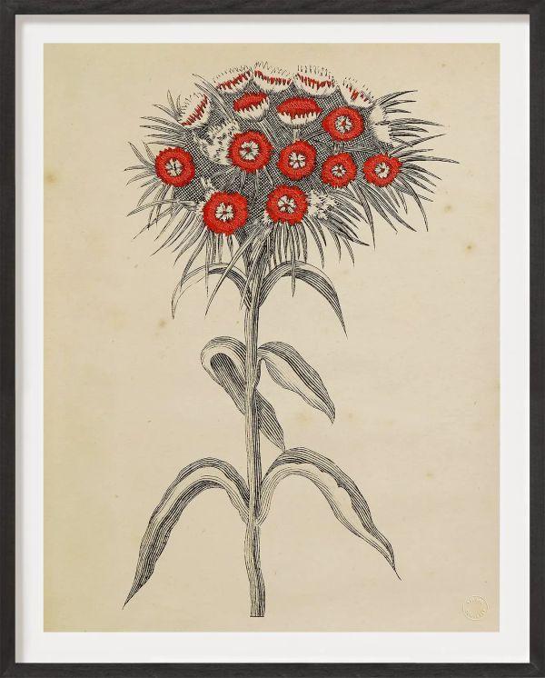 Antique French Botanical