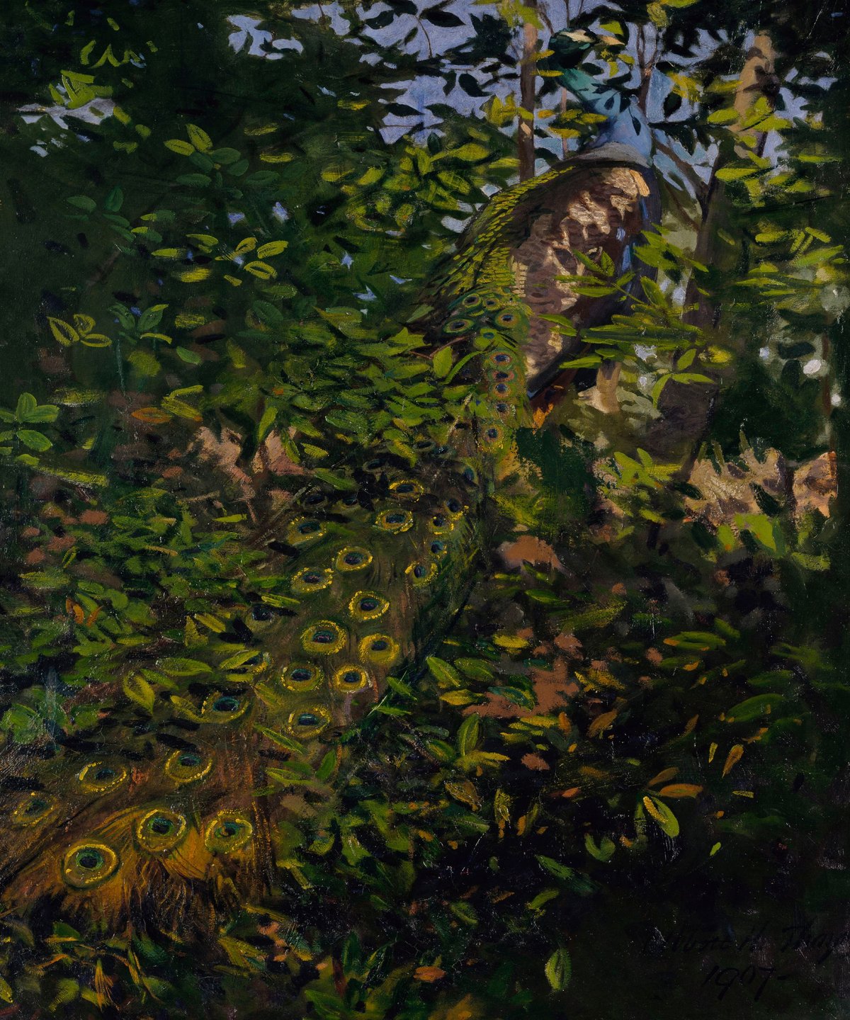 Peacock In The Woods