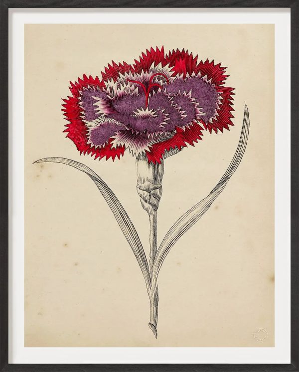Antique French Botanical