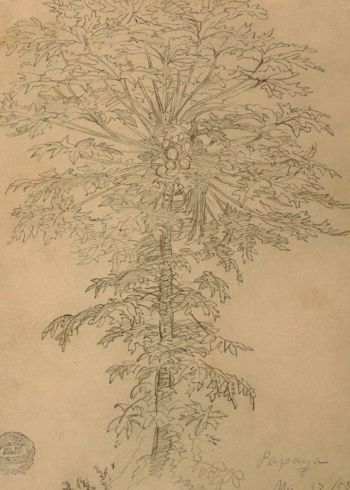 Papaya Tree, Ecuador