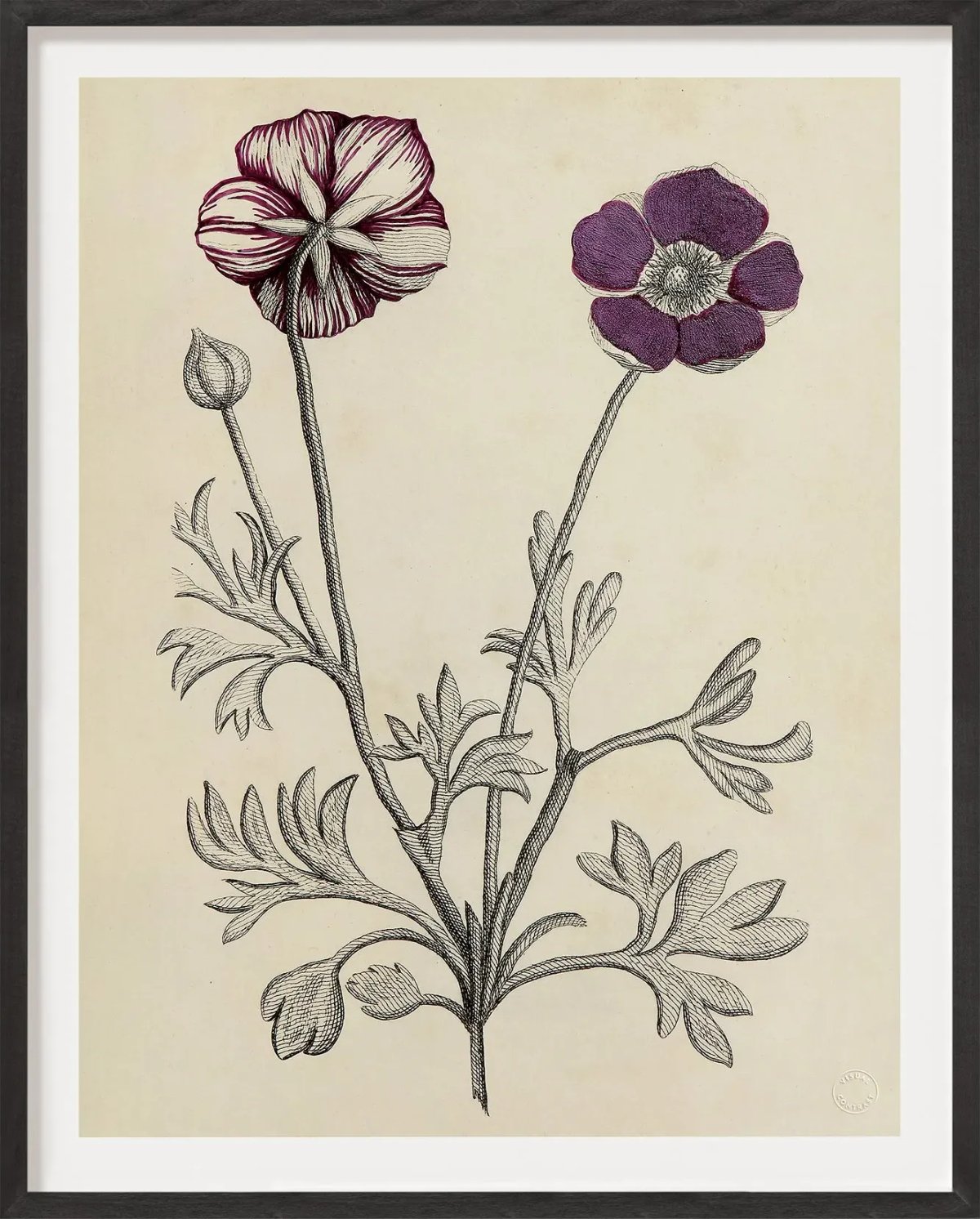 Antique French Botanical