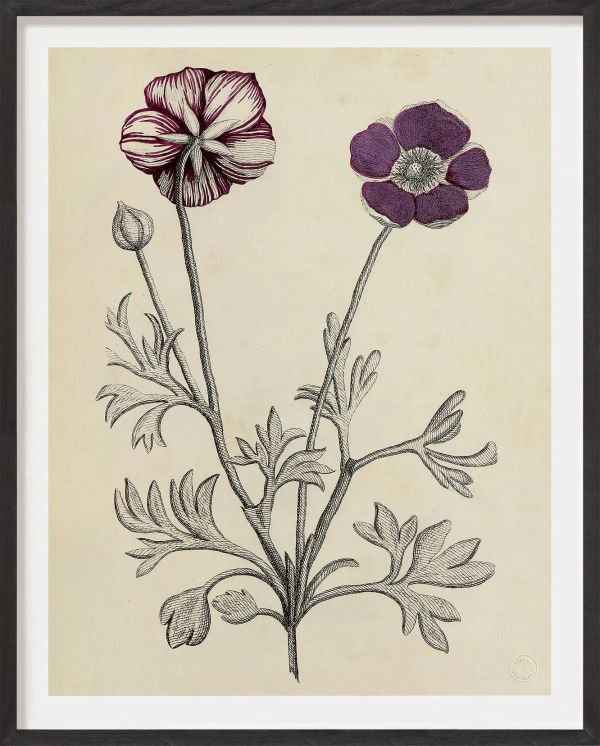 Antique French Botanical