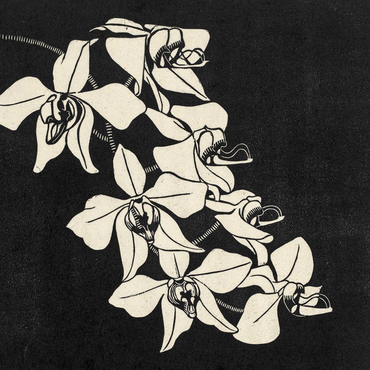 Orchids