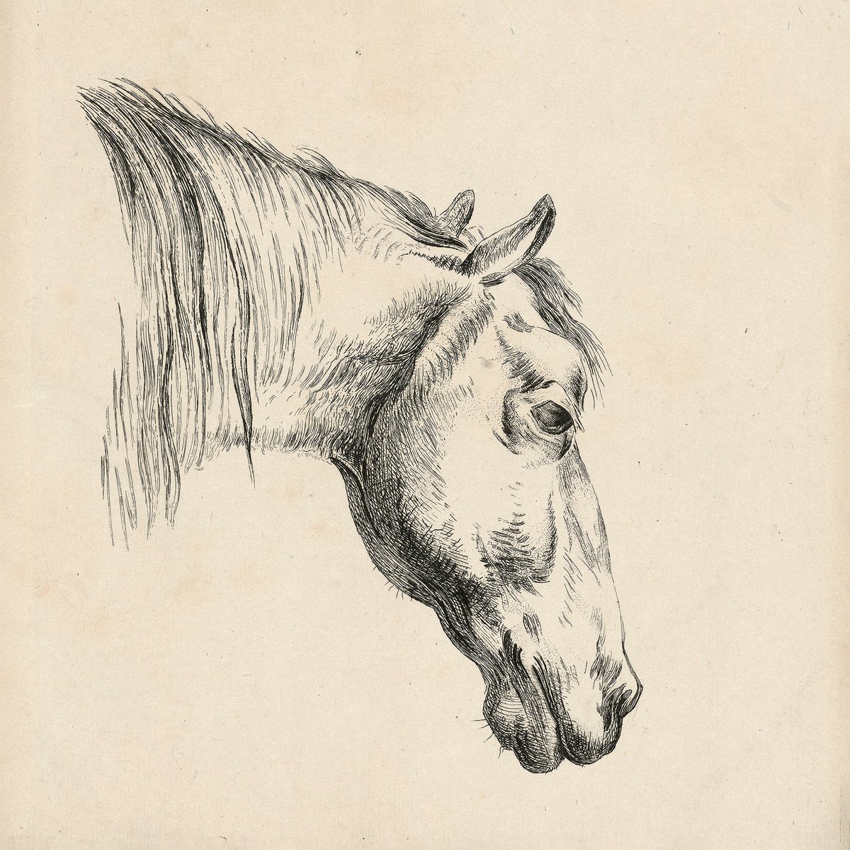 Head Of A Horse