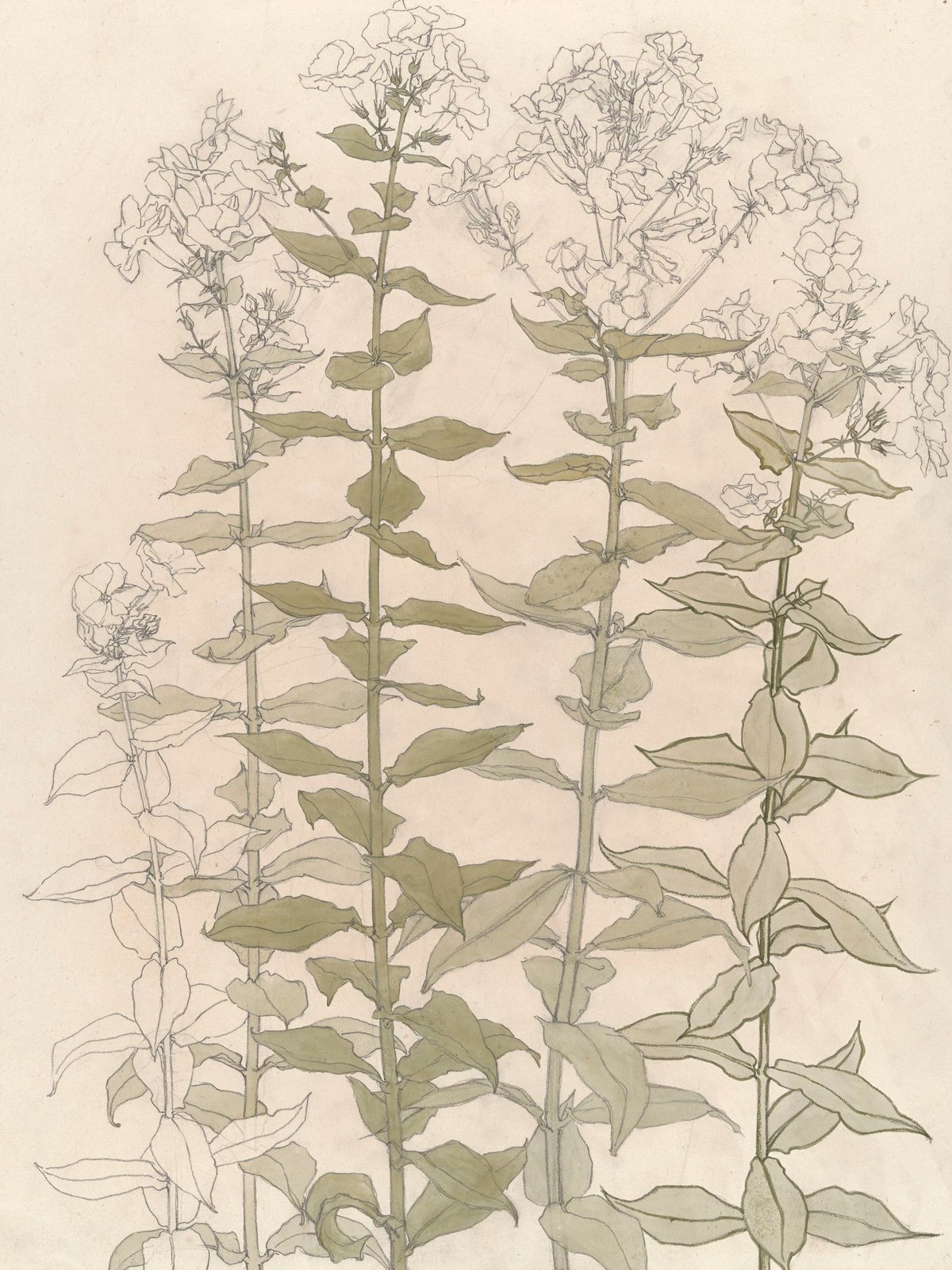 Studies Of Phlox