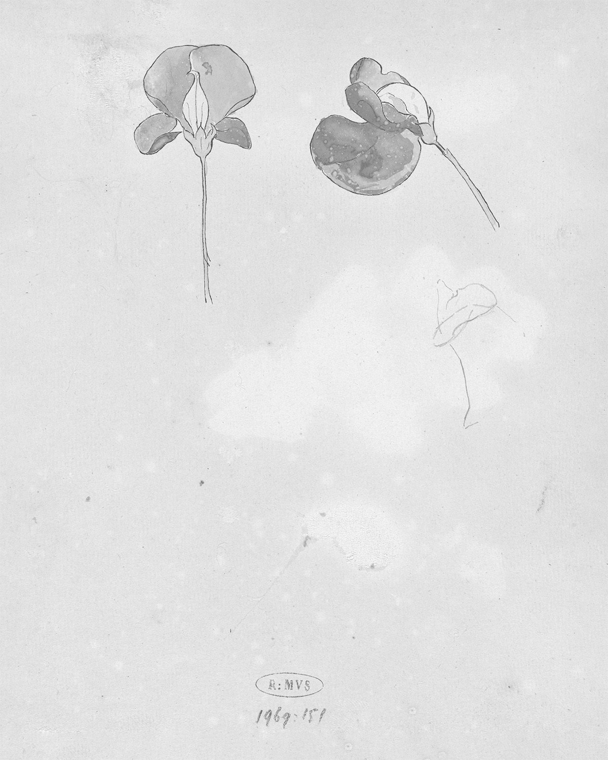Lathyrus