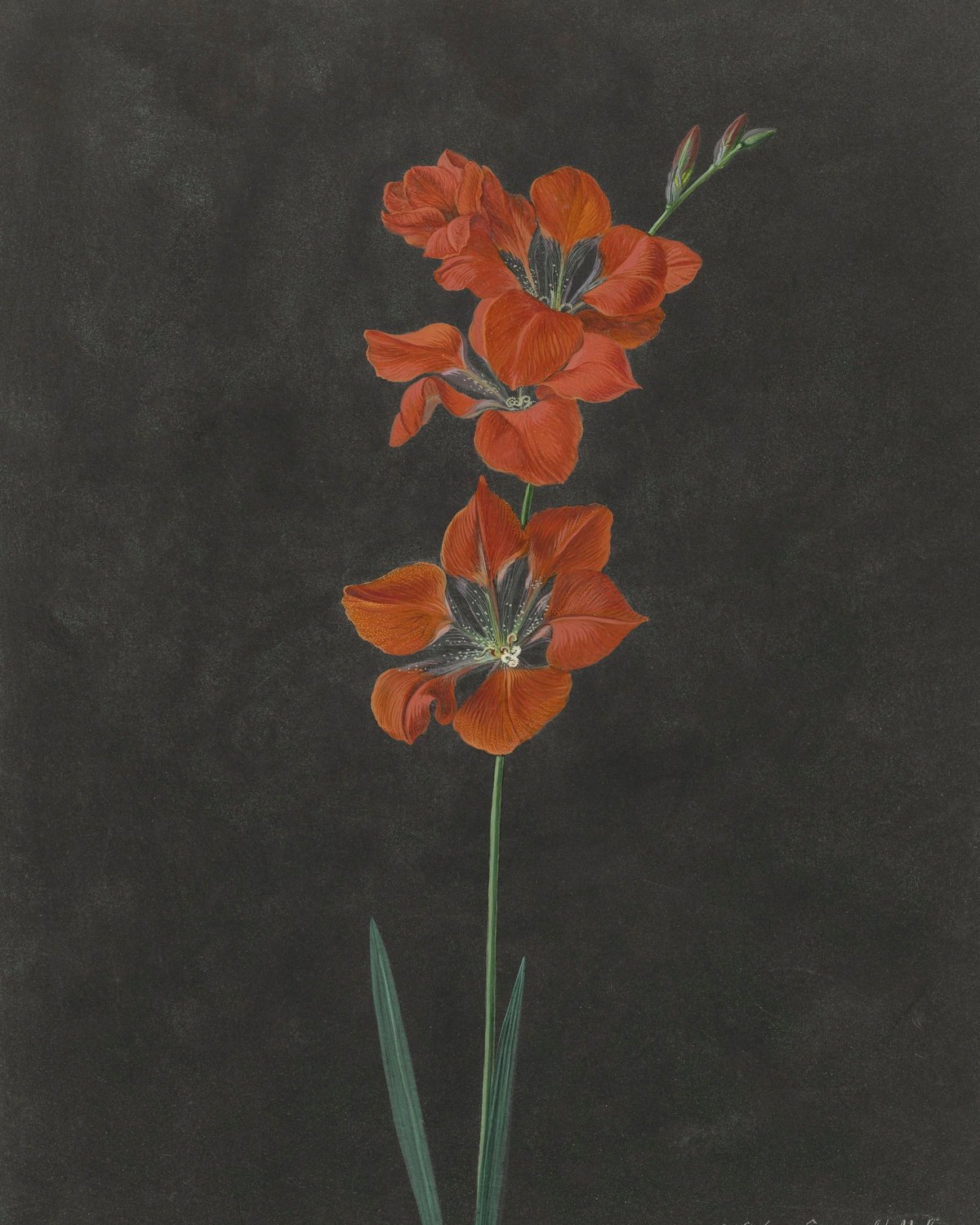 Calla Lily