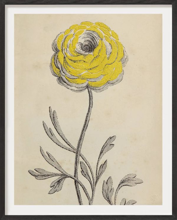 Antique French Botanical