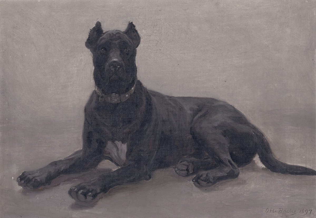 Great Dane