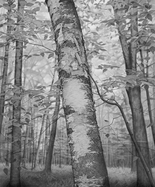 Within The Forest
